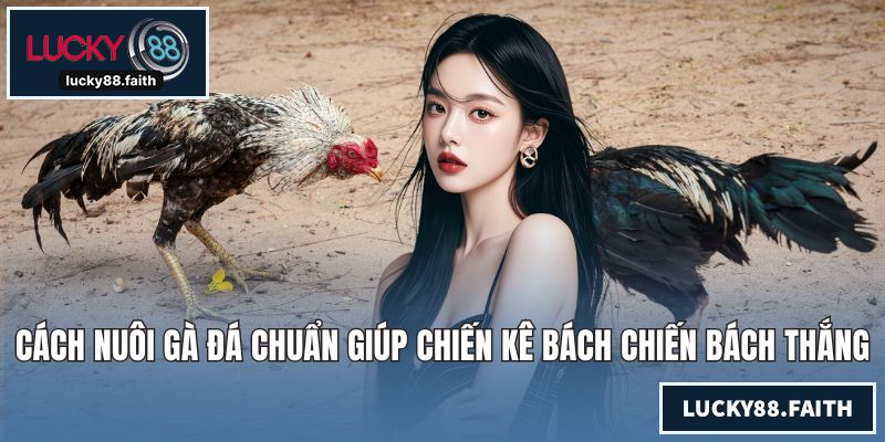 Cách Nuôi Gà Đá Chuẩn Giúp Chiến Kê Bách Chiến Bách Thắng