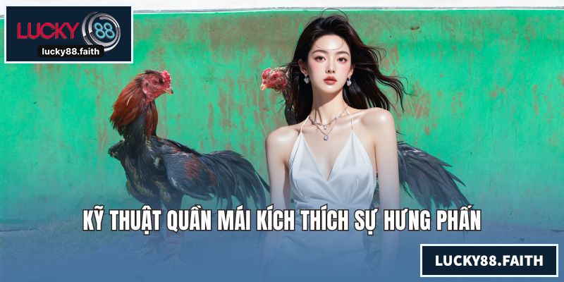 Cách Nuôi Gà Đá Chuẩn Giúp Chiến Kê Bách Chiến Bách Thắng Kỹ thuật quần mái kích thích sự hưng phấn